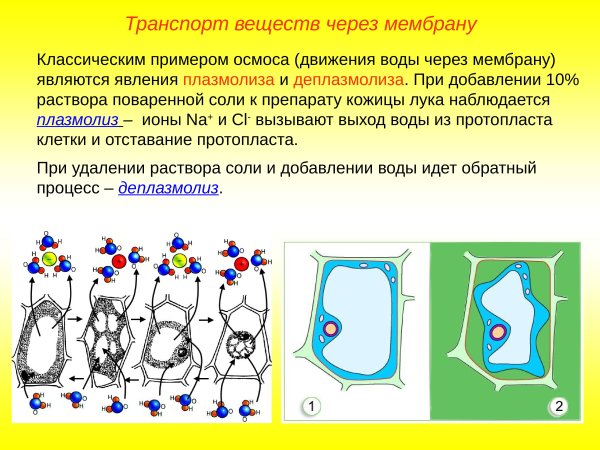 Деплазмолиз лука под микроскопом