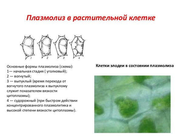 Плазмолиз клетки лука под микроскопом