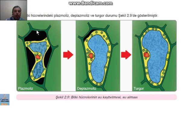 Стадии деплазмолиза