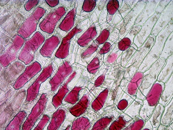 Уголковый плазмолиз