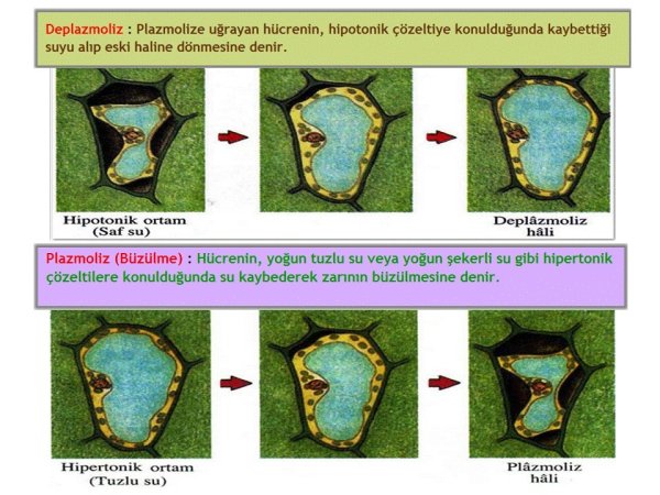 Клетки чешуи лука плазмолиз