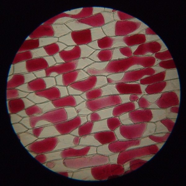 ПЛАЗМОЛИС клетка эладэи