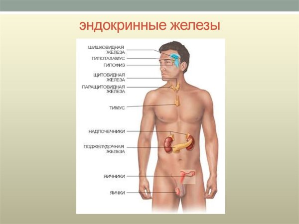 Эндокринная система человека железы