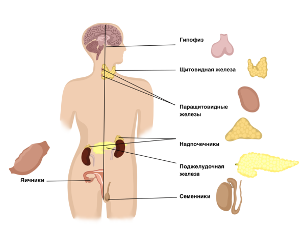 Гормоны эндокринной системы