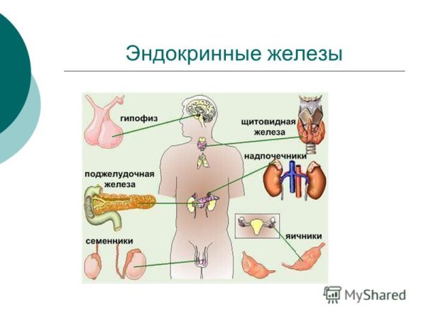 Таблица железы внутренней секреции 8 класс