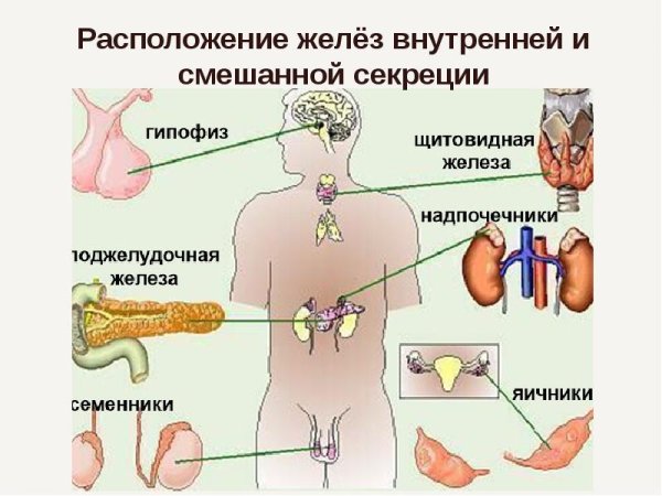 Эндокринная система внешней секреции