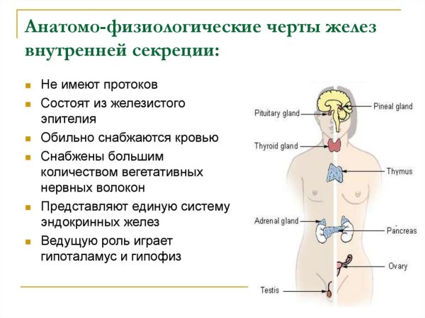 Функции эндокринная система железы внутренней секреции