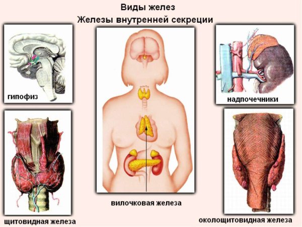 Железы внутренней секреции