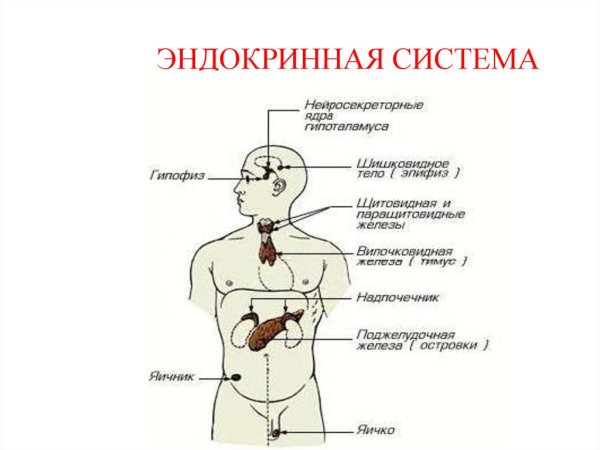 Эндокринная система внешней секреции и внутренней