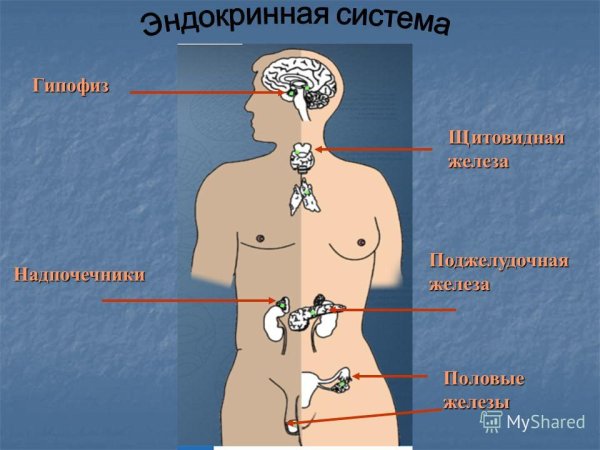 Эндокринная система гипофиз