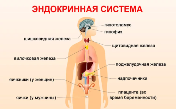 Железы внутренней секреции анатомия