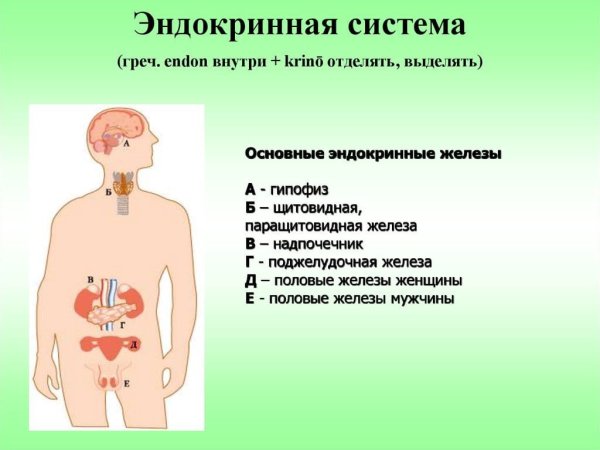 Система желёз внутренней секреции