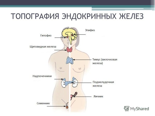Месторасположение желез внутренней секреции рисунок