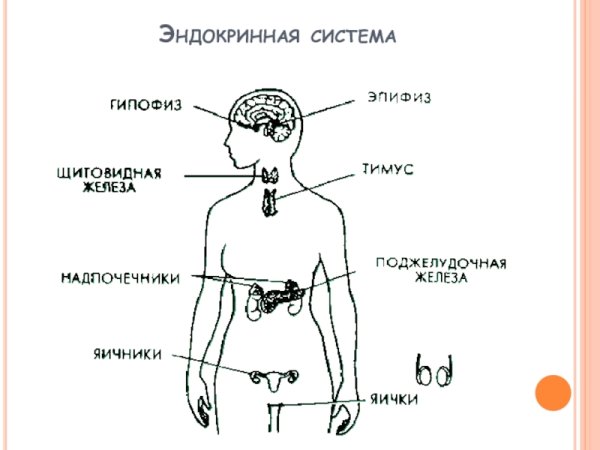 Эндокринная система железы внутренней секреции