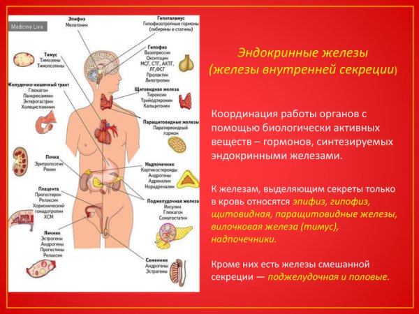 Железы организма человека внутренней секреции