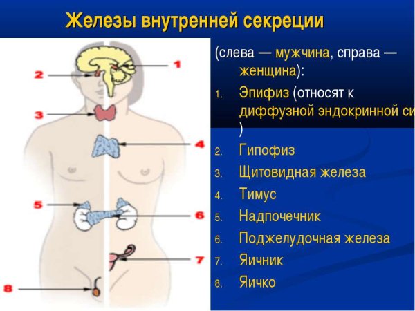 Тимус железа внутренней секреции