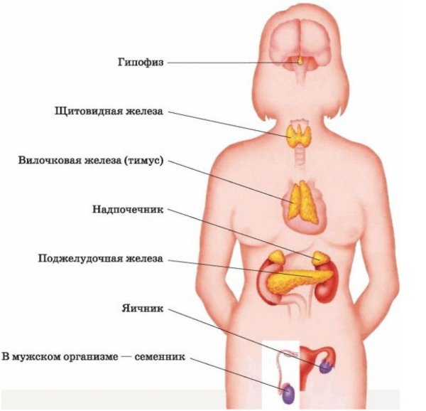 Гормональная эндокринная система женщины