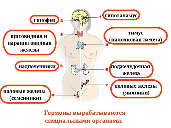 Эндокринная система человека гормоны