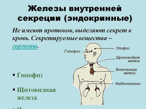 Эндокринная система железы внутренней секреции