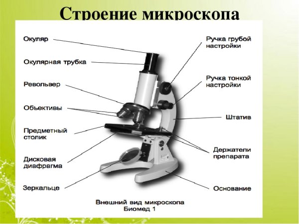 Оптический микроскоп строение