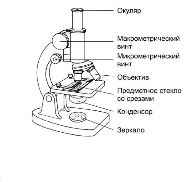 Схема строения микроскопа