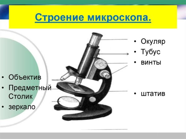 Схема строения микроскопа