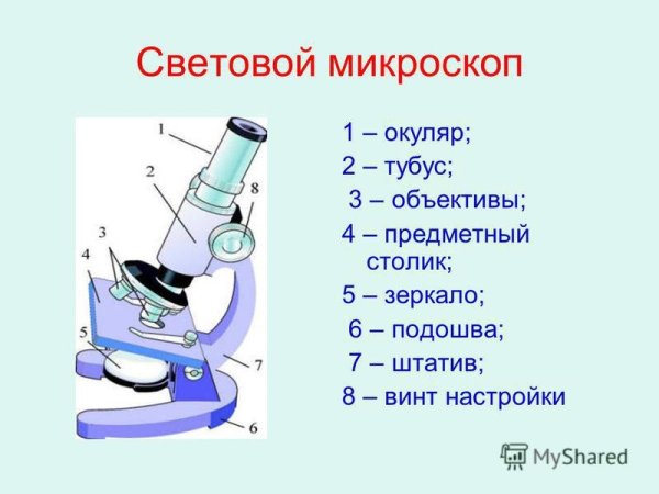Увеличительные приборы световой микроскоп 6 класс биология