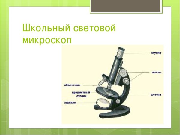 Строение микроскопа 5 кл био