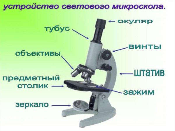 Части микроскопа биология 5 класс