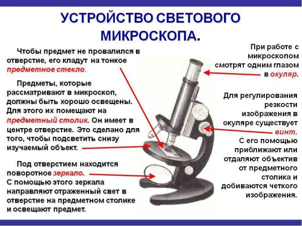 Световой микроскоп строение