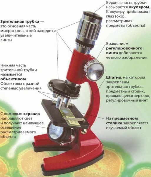 Строение микроскопа и лупы 5 класс биология