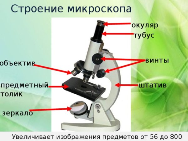 Строение микроскопа 8 класс биология