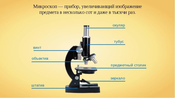 Строение микроскопа 5 класс биология ВПР