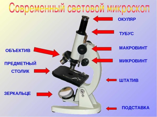 2.16.31. Микроскоп школьный с подсветкой