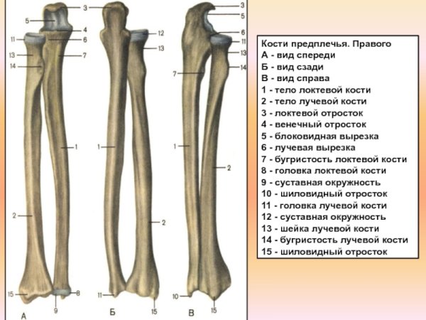 Кости предплечья анатомия человека