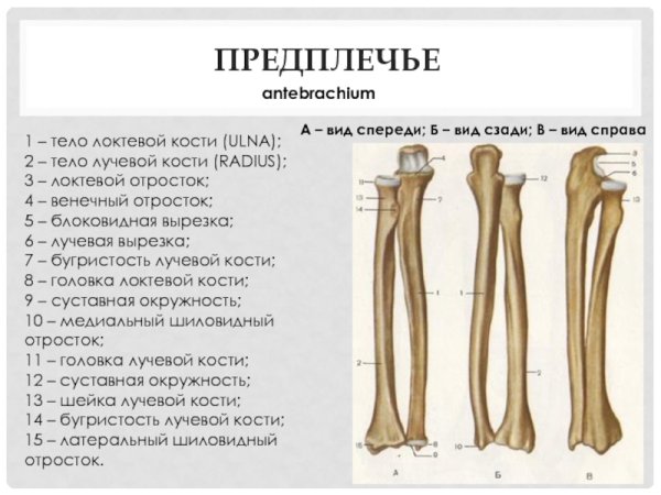 Кости предплечья локтевая кость