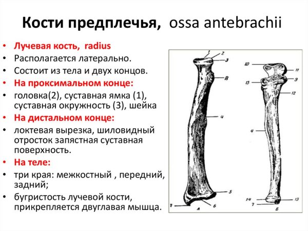 Лучевая кость предплечья