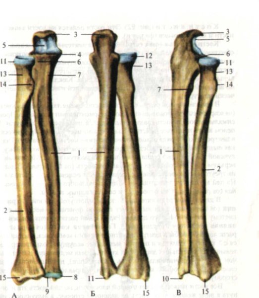 Локтевая кость Синельников