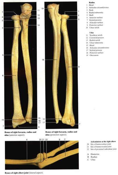 Плечевая лучевая локтевая кость
