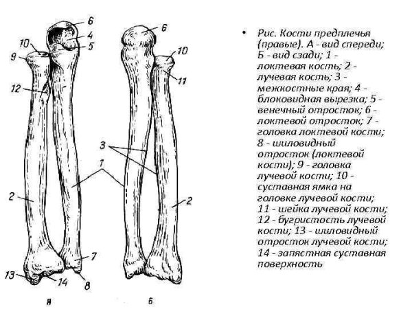 Кости предплечья лучевая кость