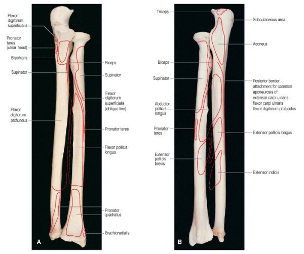 Кости предплечья анатомия человека