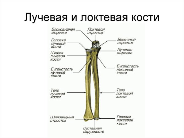 Кости предплечья анатомия строение