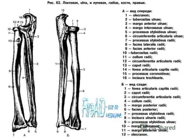 Венечный отросток локтевой кости