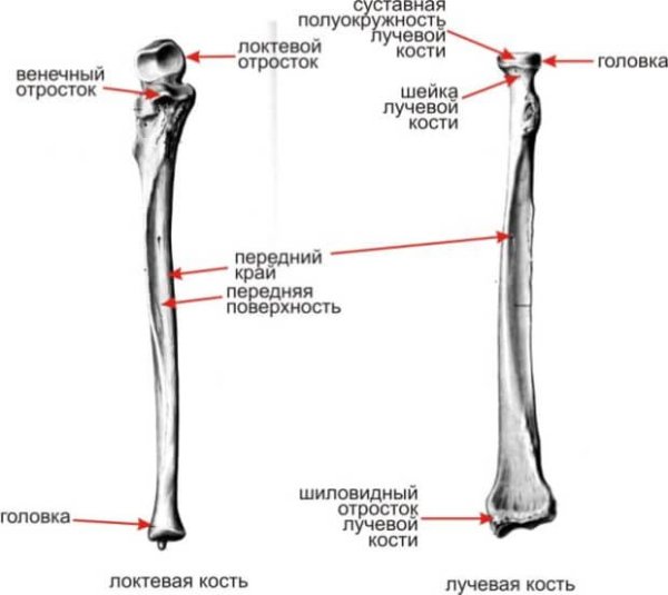 Кости предплечья локтевая кость