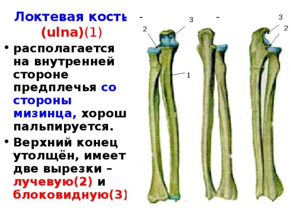 Radius Ulna анатомия