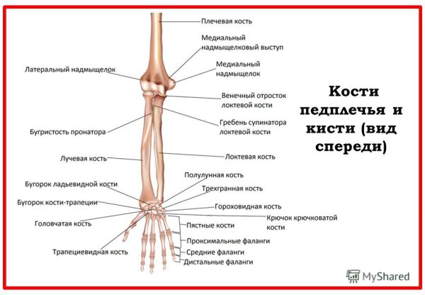Лучевая кость верхней конечности