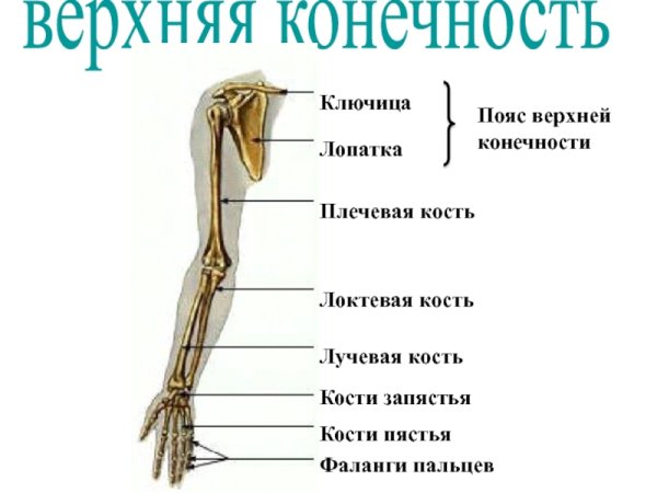 Предплечье анатомия лучевая кость