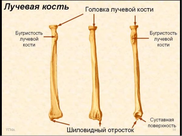 Локтевая и лучевая кости анатомия