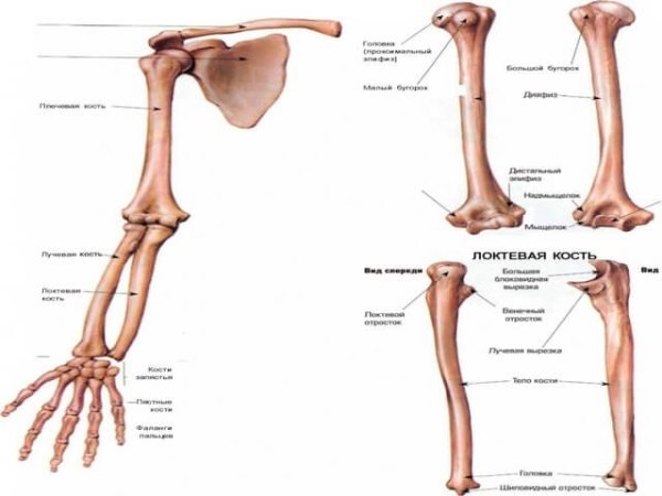 Лучевая кость предплечья строение