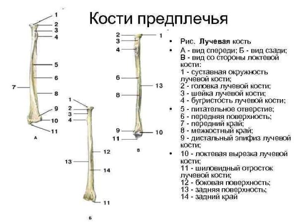 Строение предплечья руки человека кости